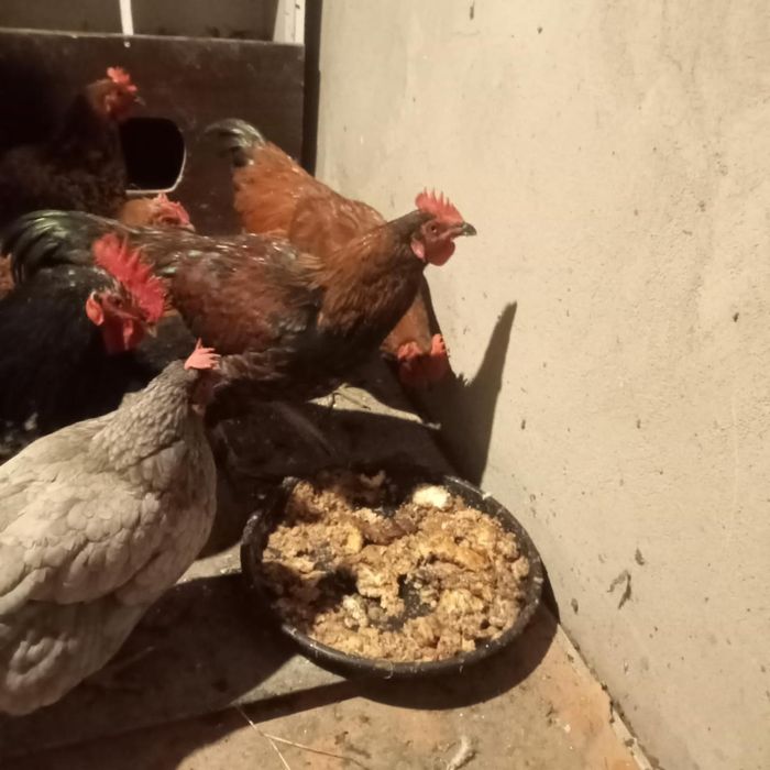 Обменяю петуховв