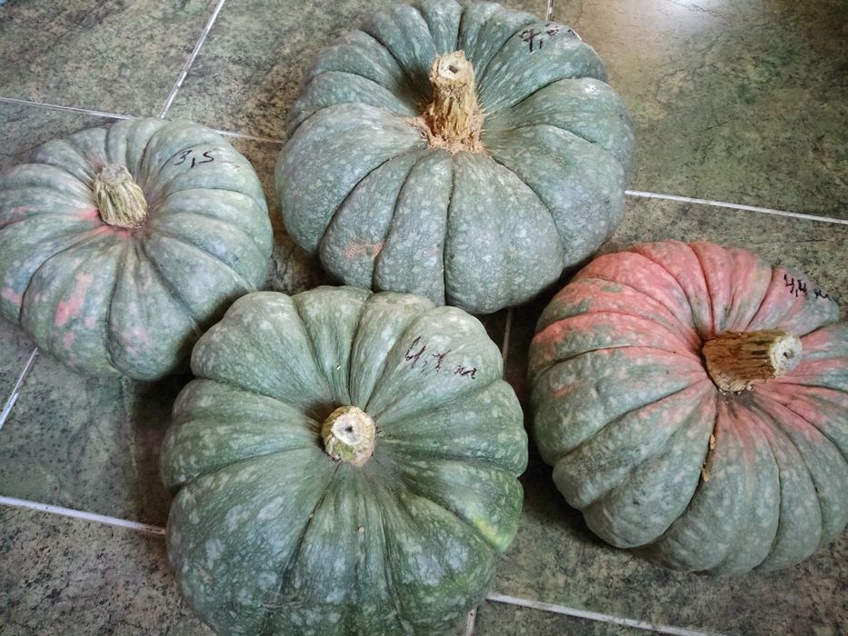 Тыквы сладкая, сок томатный