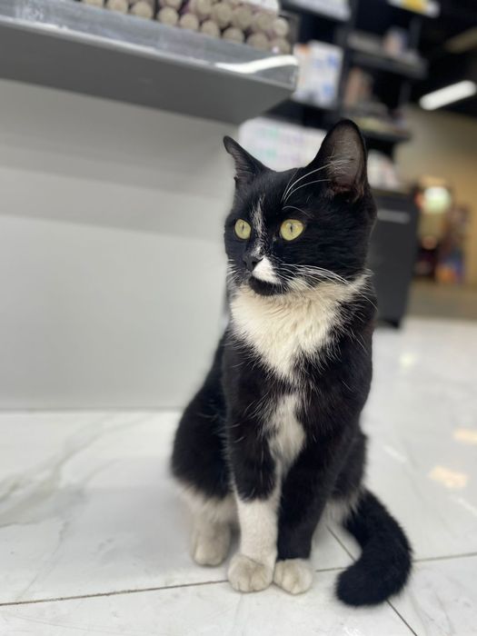 Отдам даром котёнка (кот)