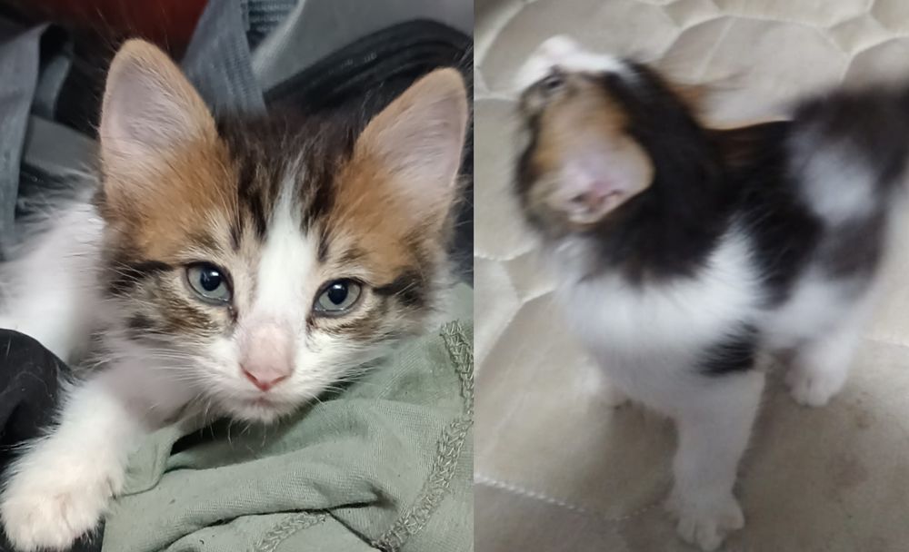 Отдам срочно котят