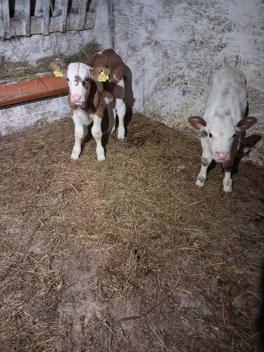 Vând taurasi și vitea