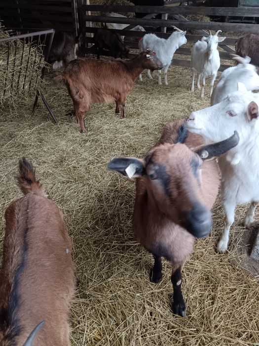 Vand sau schimb capre