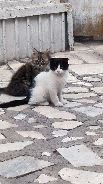 Отдам котят две на выбор
