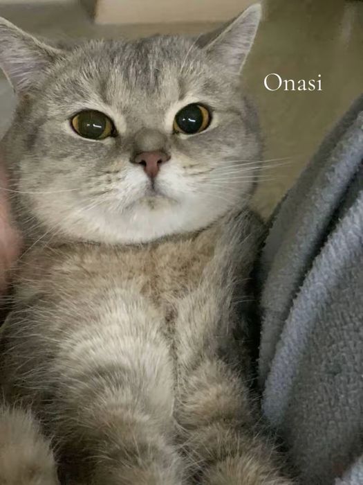 Zalatoy chinchilla 2 oylik 3 dona 1 ogil 2 qiz