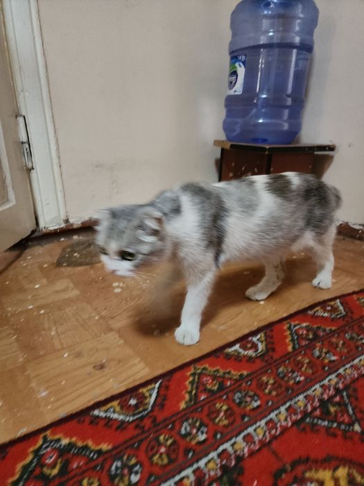 Semiz ayol ogzimga otirdi