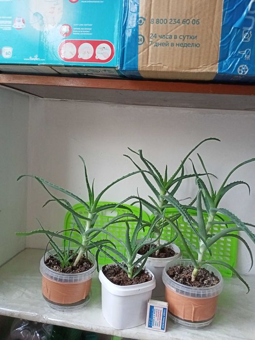 Продам кактусы, алоэ