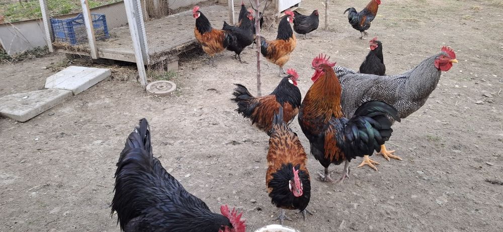 Cocosi Marans,playmount  si Vorwerk