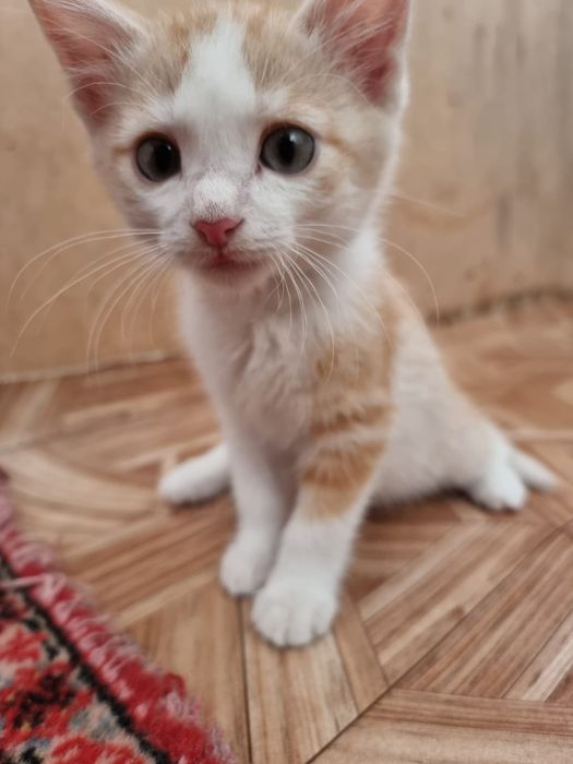 Отдам котят в добрые руки