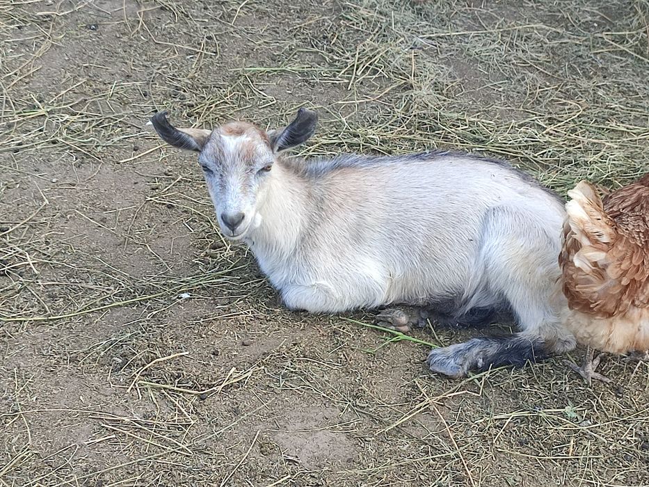 Vând ieduți 3 luni