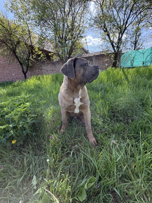 Mascul Cane Corso