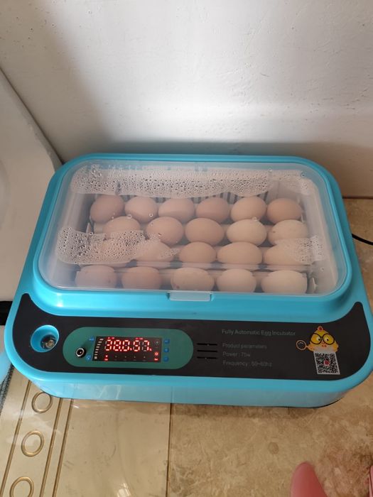 Инкубатор инкубатор