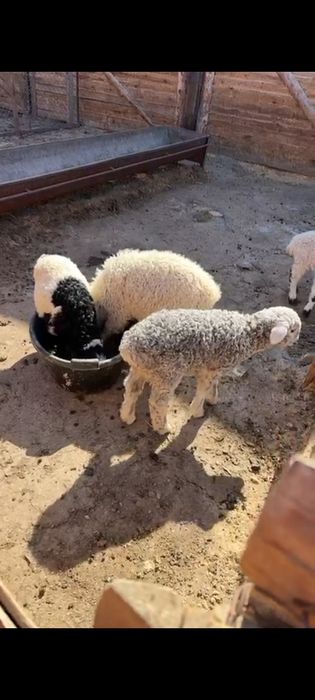 Оттыққан Қозылар