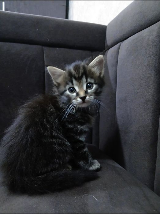 Котята породистые