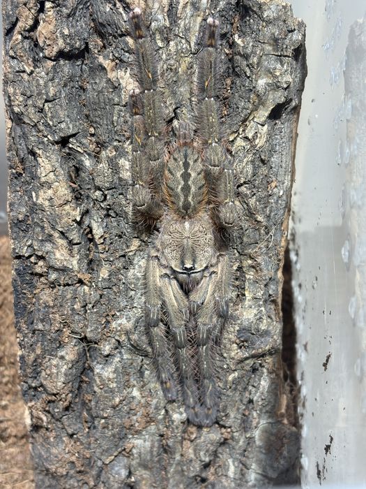 Срочно! в продаже Poecilotheria ornata L9