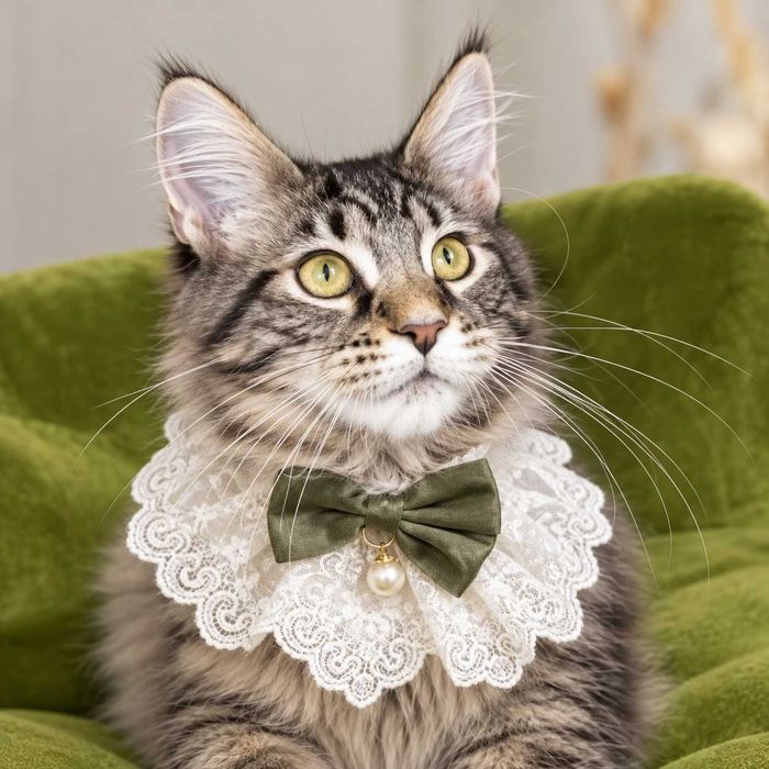 PIXIE – Fetiță Maine Coon, 3,5 luni | Pedigree | www.lynxrunecode.com