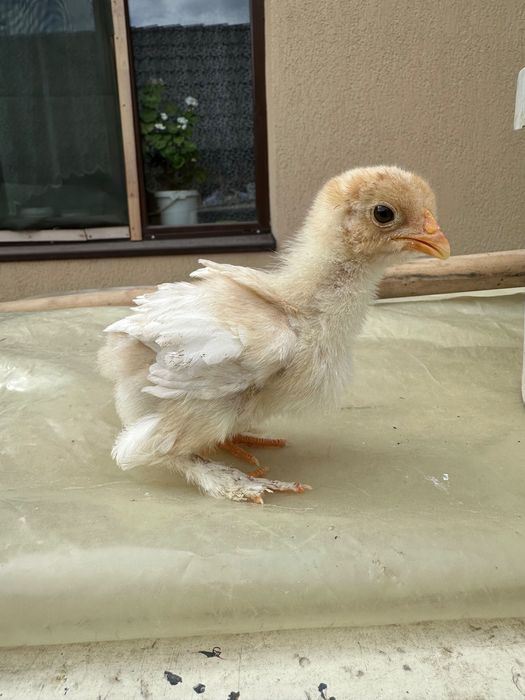 Păsări animale domestice