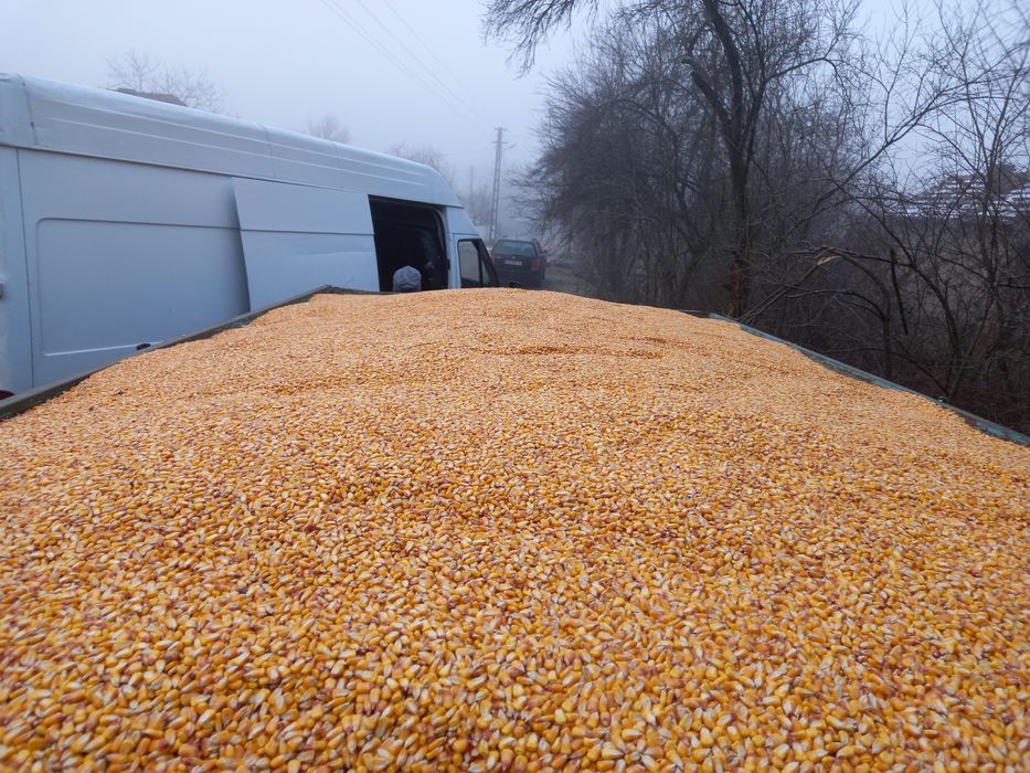 Vînd porumb foarte uscat