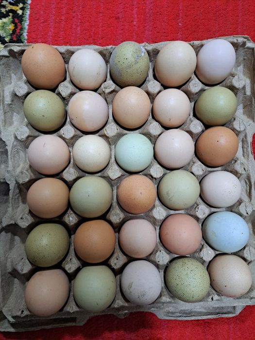 Tuxumlar sotiladi. Zangor rangi 30000. Shokolad rangi 50000.
11dona xi