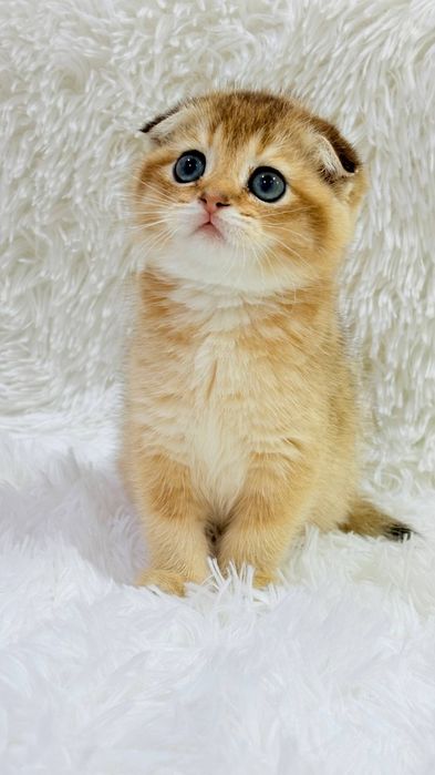 Чистокровные котята