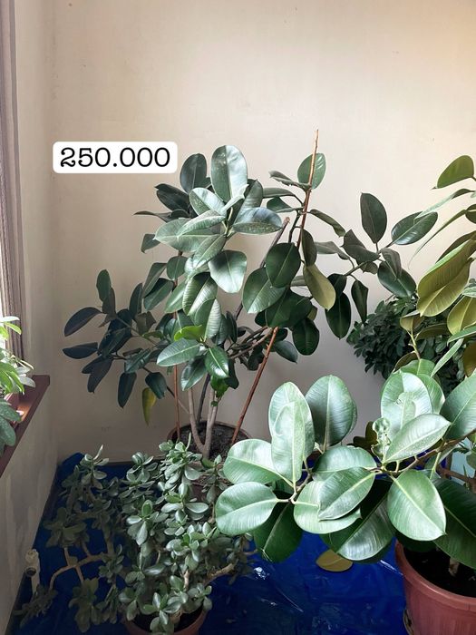 Гуллар сотилади Срочно !