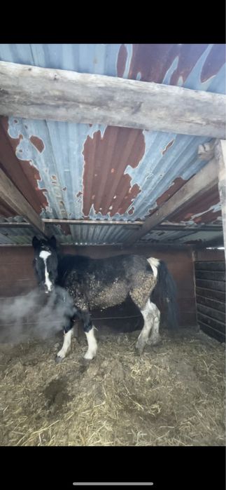 Откорм биелер сатылады