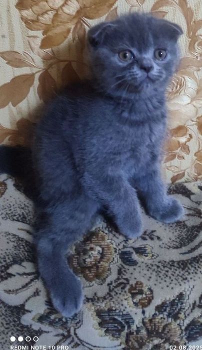 Продаются котята скотиш фолд и скотиш страйк