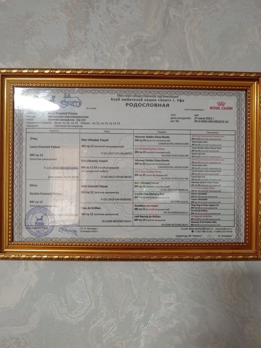 Британский шиншилла вязка