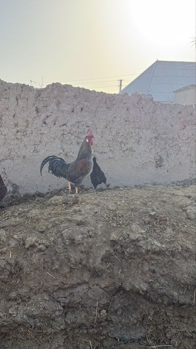 Хурозлар Сотилади Соглом