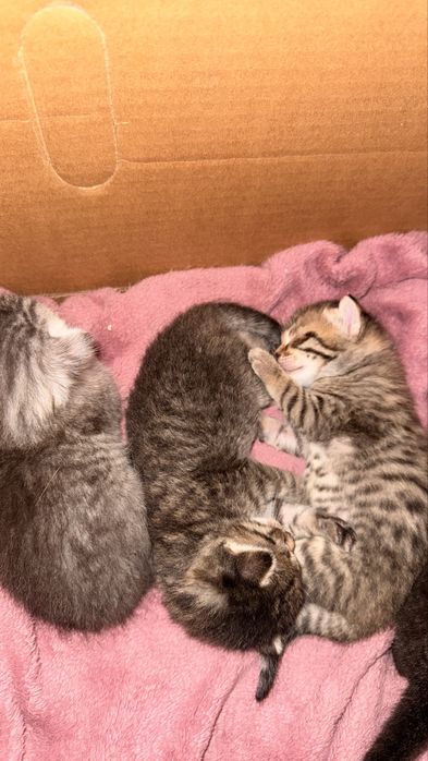 Шотладские котята