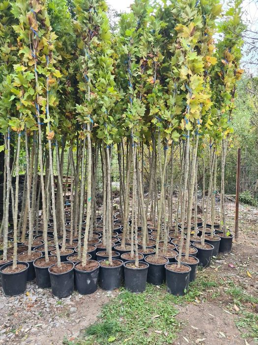 Mestecan,tei, platan,acer,catalpa,pin,brad,fag,paltin