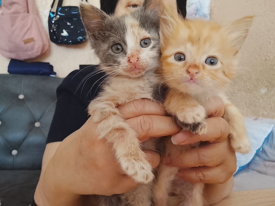 Отдам в добрые руки даром кошек и котят