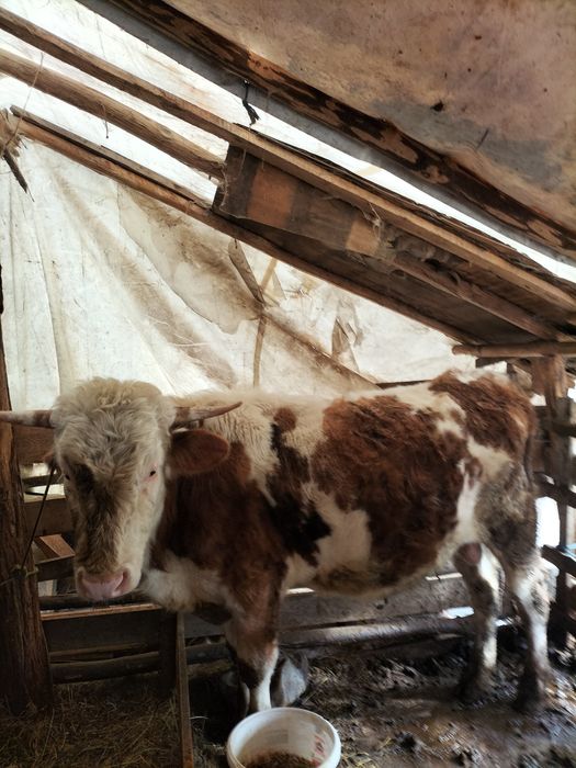 Vând taur,vaca,junice și măgar