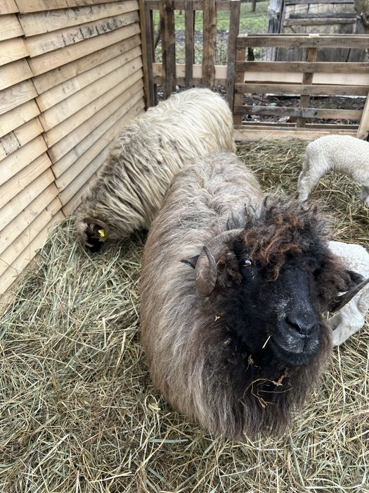 Vand 6 oi tinere din care 3 cu miei si una dea fata