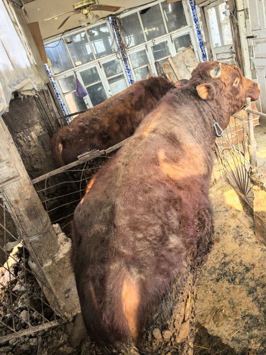 Букалар сотилади