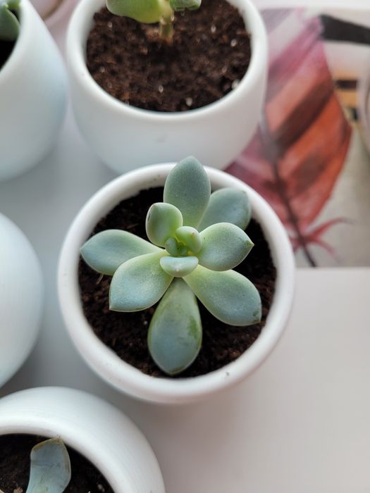 Продам комнатные растения