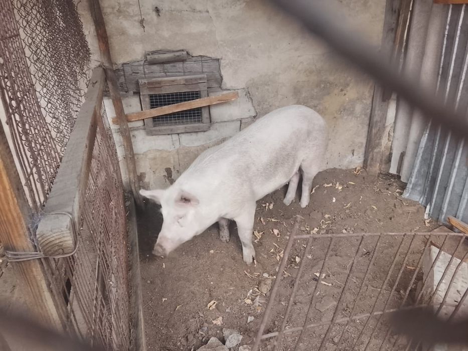 Продам свинью. Обращаться в личку