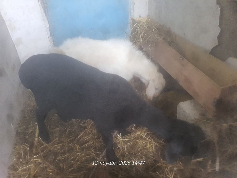 Куй ва така сотилади бадани семиз