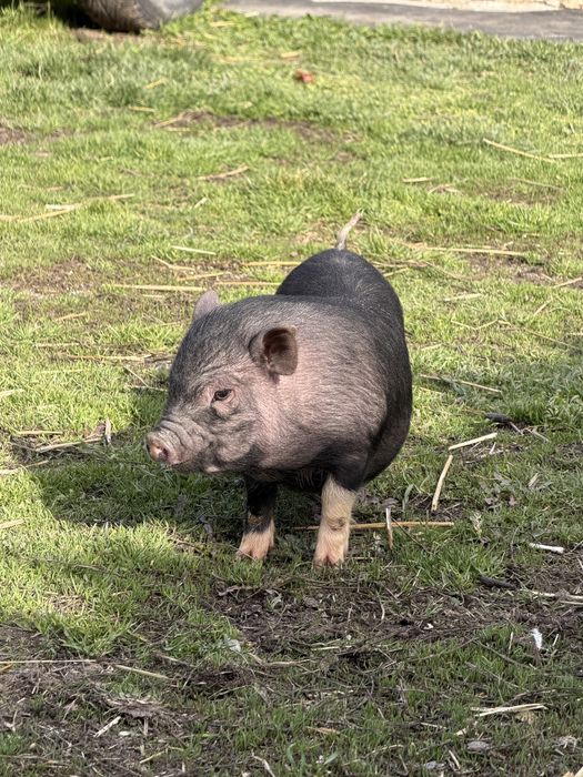 Виетнамски прасета