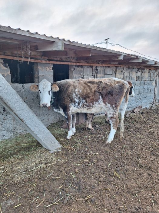 Продам корову и тёлок