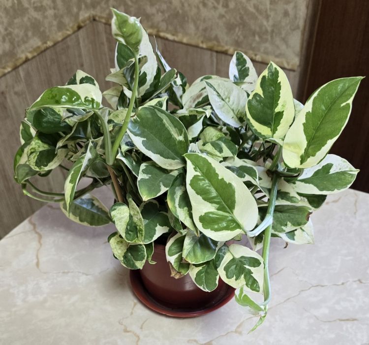 Сциндапсус Н-Джой