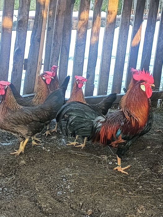 Oua de găini de rasa( sussex,leghorn,italiana galbena,potârnichile,maran ,araucana