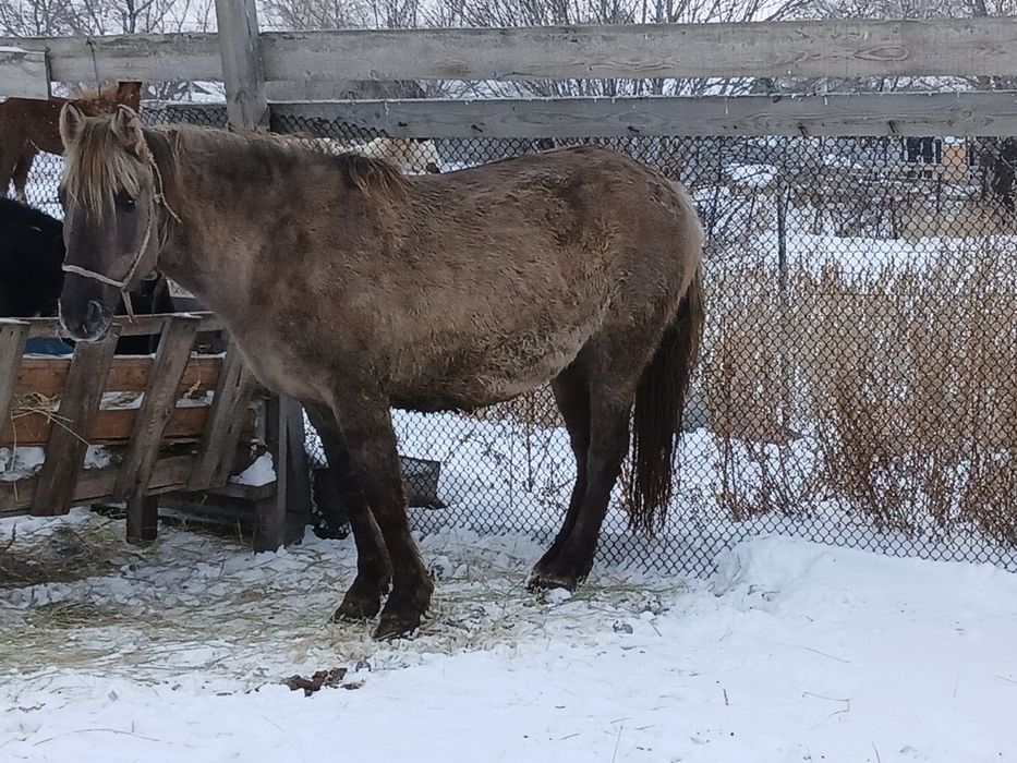Бие кобыла сатылады.