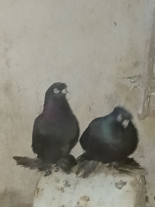 kabutar sotiladi bir par juklar bor bitasi nasochubi bitasi dvuhchubi