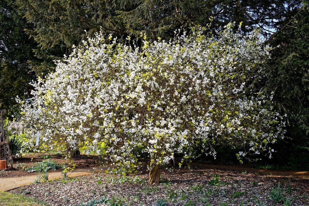Fructiferi in ghiveci Plantare tot anul Lamai Mosmon Corn Coacaz Dud Afin Aronia Zmeur Alun Vita de vie