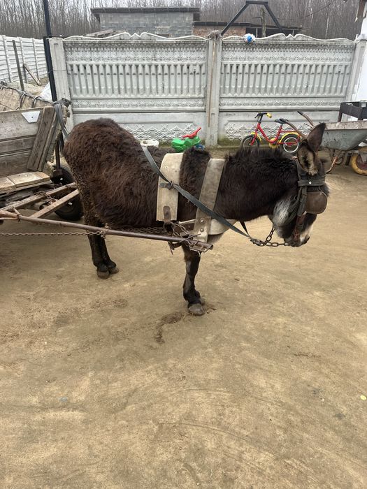 Vand sau schimb Magar