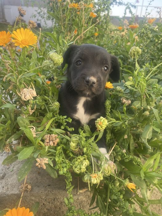 Спаниель щенок девочка