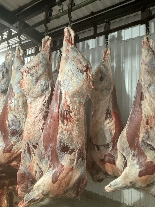 Мясо Говядины ОПТОМ ТУШАМИ