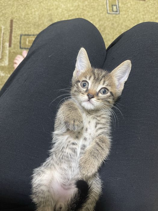 Отдам котят в добрые руки
