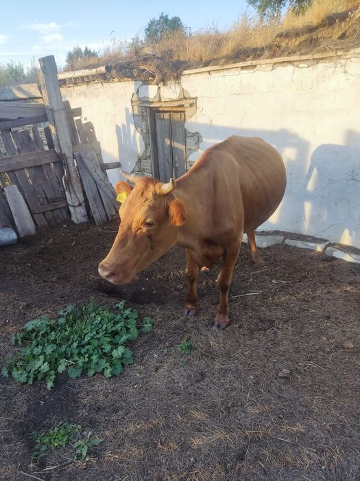 Продажа сх животных