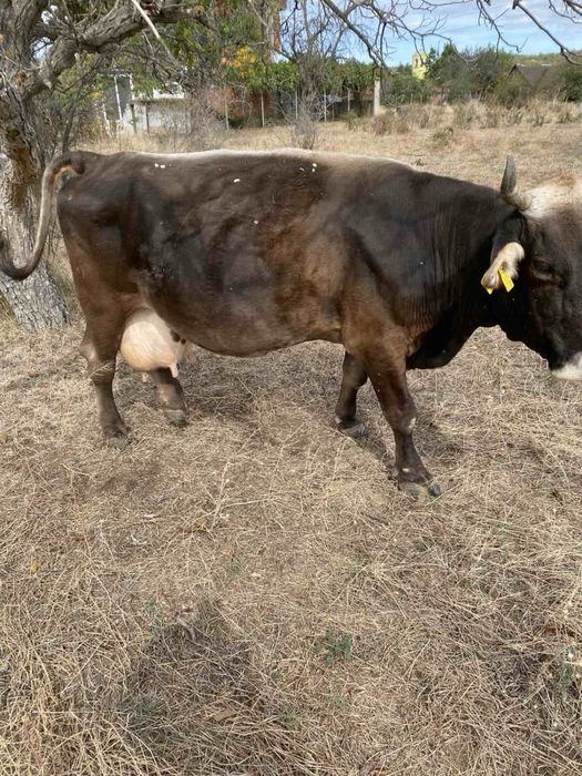 Продавам дойни крави